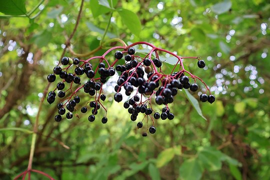 Ripe Camphor Tree Berries (Camphora officinarum) on Reddish Stems.