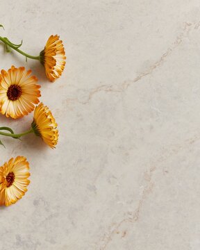 Minimal quiet luxury calendula composition with soft neutral background