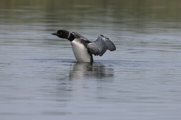Fototapeta premium Loons flapping on still water, no wind