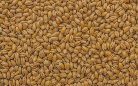 Golden wheat grains texture background with natural organic cereal seeds
