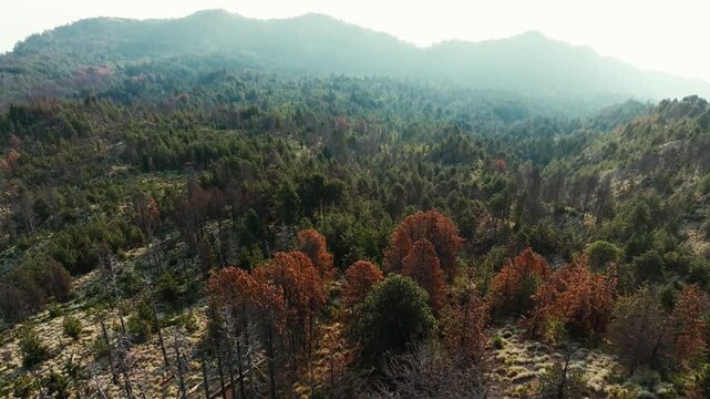 Nevado de Colima forest landscape featuring diverse tree species and ecosystem