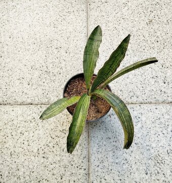 Sansevieria 'Cleopatra' is a compact, slow-growing succulent hybrid snake plant. 