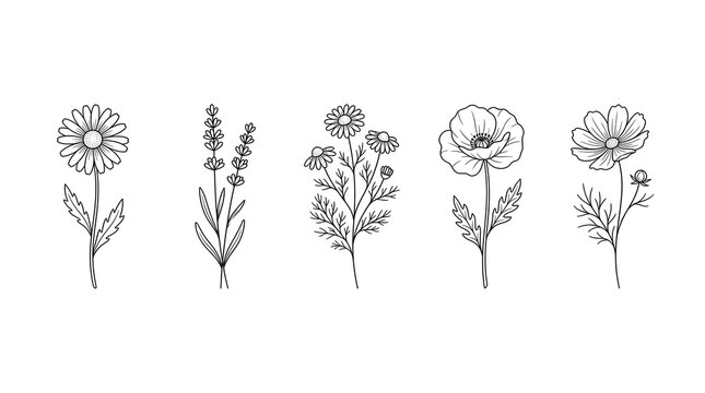 Wildflower line art set with daisy lavender and poppy stems