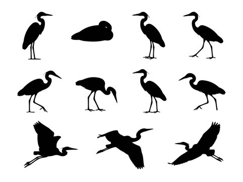 Heron and egret bird silhouettes collection. Set of wading bird vector icons in various poses.