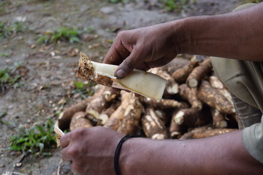 Close up view of farmer hands peeling skin off fresh raw cassava root manually after harvest.