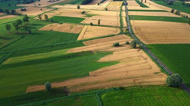 Narrow paved road crossing geometric pattern of green and golden farm fields in rural countryside. Aerial forward