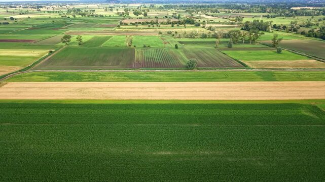 Lush green crop field and golden wheat field with single tree in French countryside. Aerial drone ascending, copy space
