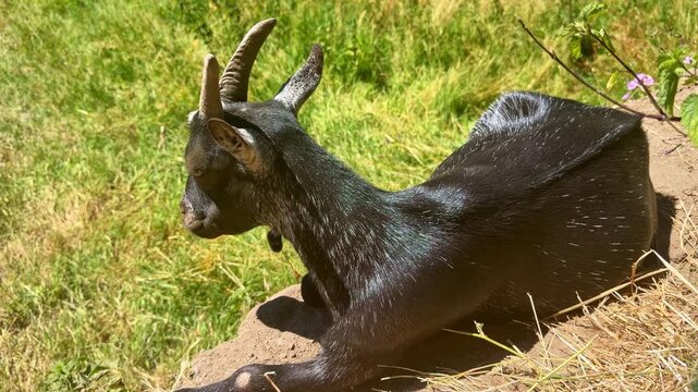 Close-up view of a Black Bengal goat or BBG resting alone on dry ground in rural and grassy environment during sunny sunshine.
