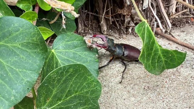Close-up view of a huge male stag beetle aka Lucanus cervus or greater stag beetle crawling slowly beside green ivy leaves on natural ground surface at garden space.