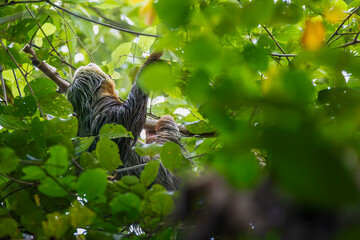 Fototapeta premium Hoffmann’s Two-toed Sloth (Choloepus hoffmanni) feeding on leaves in the lush tropical rainforest canopy, Costa Rica.