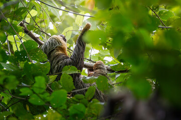 Fototapeta premium Hoffmann’s Two-toed Sloth (Choloepus hoffmanni) feeding on leaves in the lush tropical rainforest canopy, Costa Rica.
