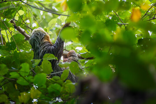 Hoffmann&rsquo;s Two-toed Sloth (Choloepus hoffmanni) feeding on leaves in the lush tropical rainforest canopy, Costa Rica.