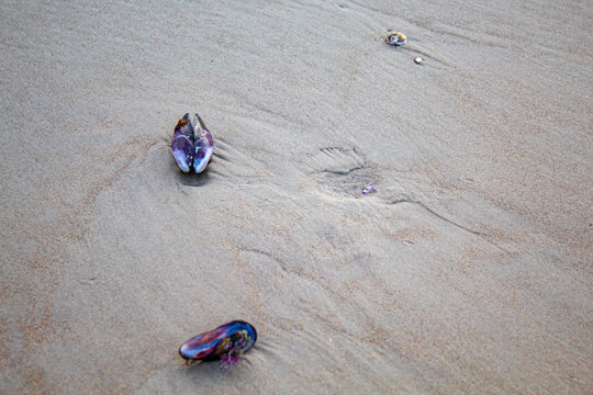 Marisco, mexilh&atilde;o na areia da praia Florianopolis