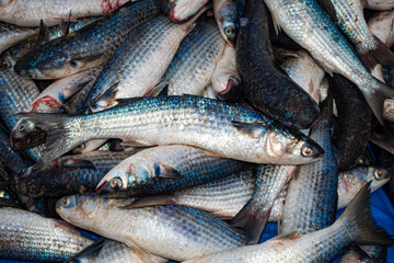 Fototapeta premium Tainhas empilhadas da pesca da tainha em Florianopolis na areia da praia do Santinho Ingleses ilha de Florianópolis Santa Catarina Brasil