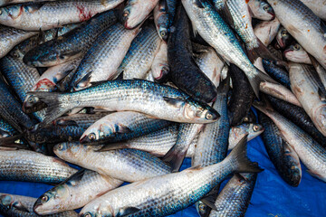 Obraz premium tainhas empilhadas da pesca da tainha em Florianopolis na areia da praia do Santinho Ingleses ilha de Florianópolis Santa Catarina Brasil