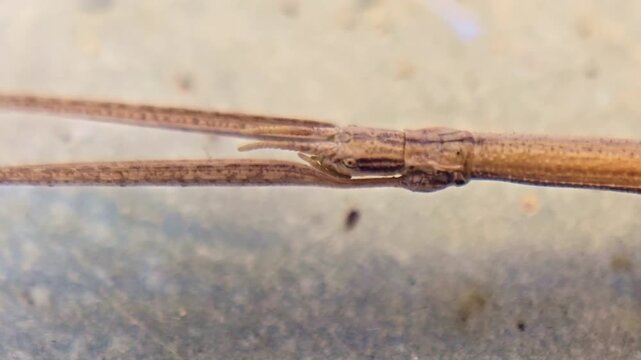 Extreme macro close up of a stick insect head revealing eyes, antennae and natural camouflage with shallow depth of field.