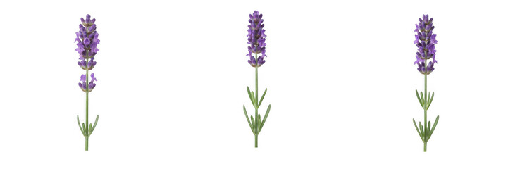 Obraz premium Fresh purple lavender flower stems with green leaves isolated on white background, aromatic herb and floral PNG graphic