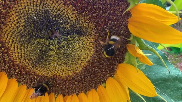 Two bumblebees gather pollen from a sunflower's disc florets in close-up