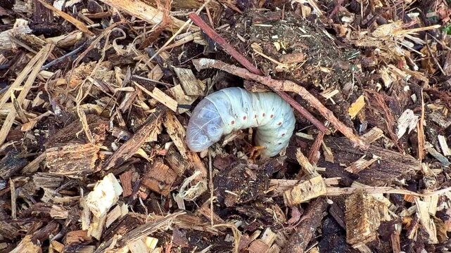 A curled beetle larva burrows into wood chips, trying to hide from view