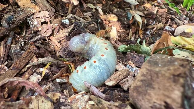 A curled beetle grub hides among leaf litter, half in sun and half in shadow.