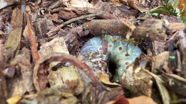 A beetle grub coils into a ring around a burrow hole in wood chips