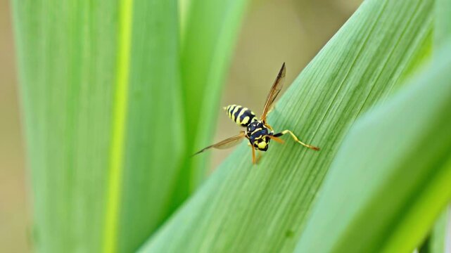 A striped wasp grooms itself while perched on a green corn leaf outdoors