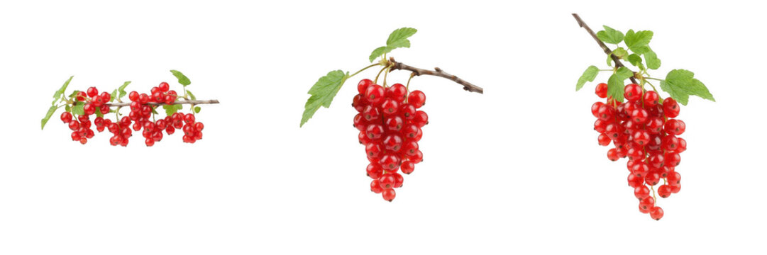 Fresh red currant berries on branches with green leaves isolated on white background, healthy fruit and summer harvest PNG graphic