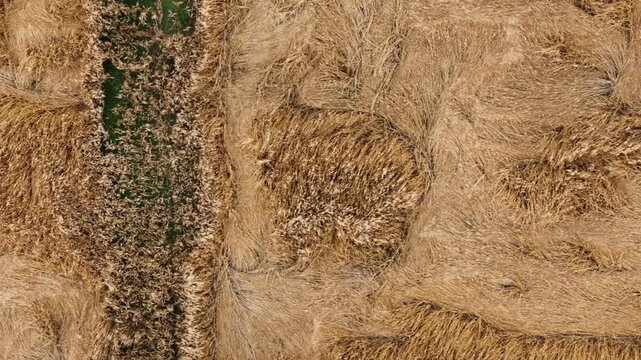 Mature barley lies flattened in irregular lodging patterns across a golden cereal field, with standing and fallen stalks creating contrasting textures, top down drone slide, Po Valley, Italy