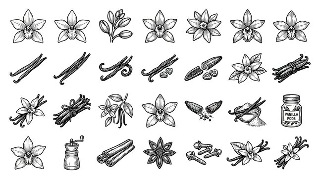 Hand-Drawn Vanilla Bean Collection and Flowers