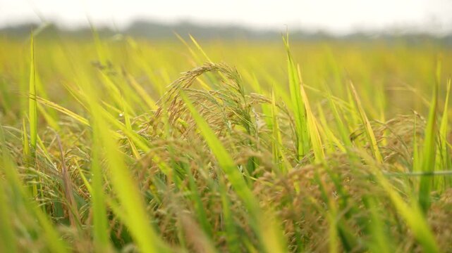 When the paddy ripens, the entire agricultural field turns yellow. That is why paddy is called the 'golden crop'.