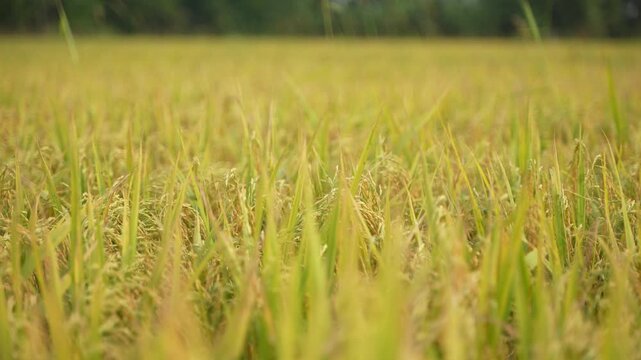 When the paddy ripens, the entire agricultural field turns yellow. That is why paddy is called the 'golden crop'.
