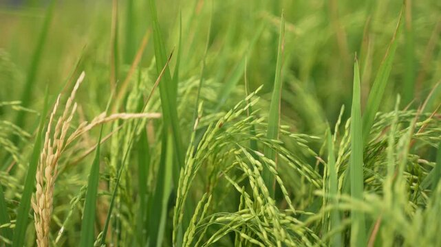 When the paddy ripens, the entire agricultural field turns yellow. That is why paddy is called the 'golden crop'.