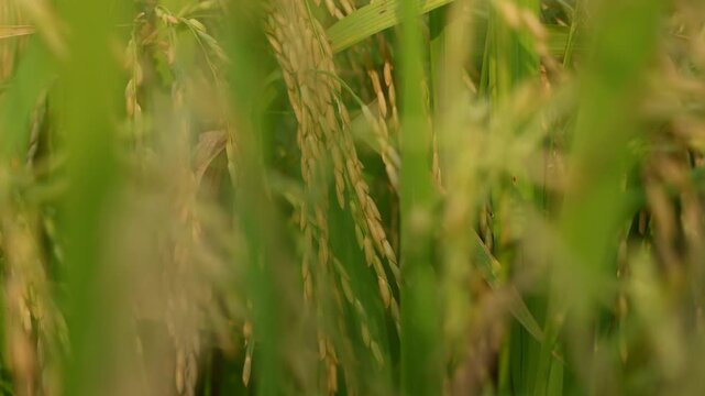 When the paddy ripens, the entire agricultural field turns yellow. That is why paddy is called the 'golden crop'