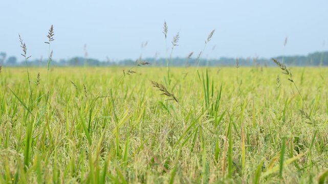 When the paddy ripens, the entire agricultural field turns yellow. That is why paddy is called the 'golden crop'