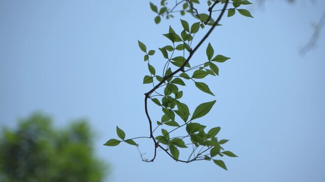 Bel leaves are used in Hindu worship.