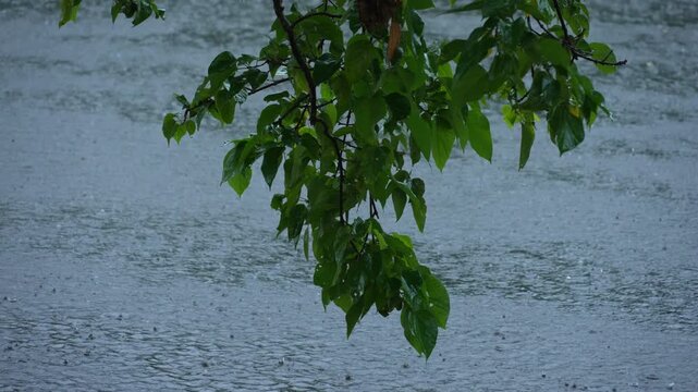 Heavy rainfall in West Bengal due to the Southwest Monsoon.