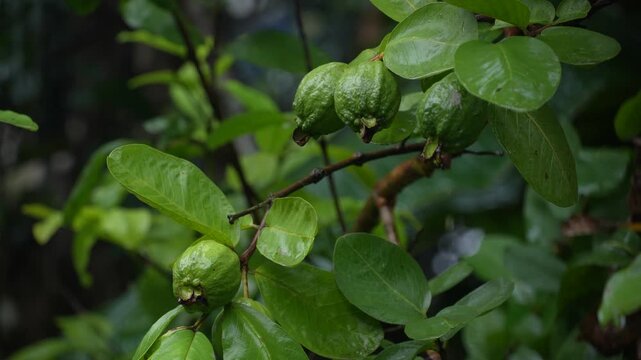 It is raining on the guava tree.