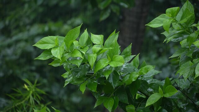 Rain falling on the leaves of the tree