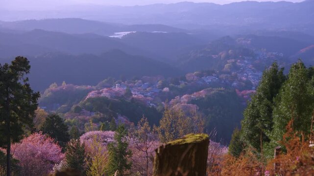 Vibrant Landscape of Japan in Nara, Spring Sakura at Yoshinoyama