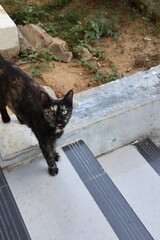 Tortie Cat © Chairun