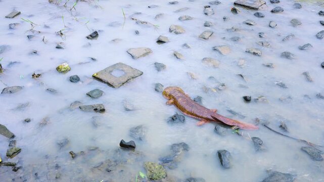 Hanzaki Giant Salamander Revealed after Typhoon Flood in Kyoto Japan
