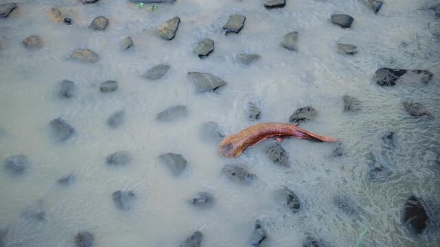 Giant Japanese Salamander Moving Upstream in Kamogawa River During Flood