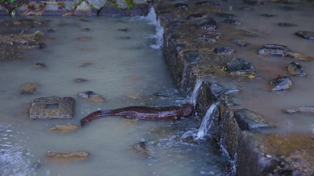 Giant Salamander Moving Through Stream, Searching For Water to Climb Weir