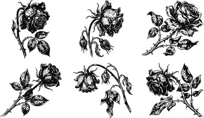 Fototapeta premium Dark vintage halloween roses in an engraving style during a spooky night with ghostly petals
