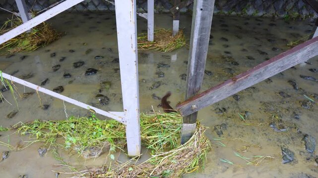 Japanese Giant Salamander Under Kyoto River Houses after Flooding