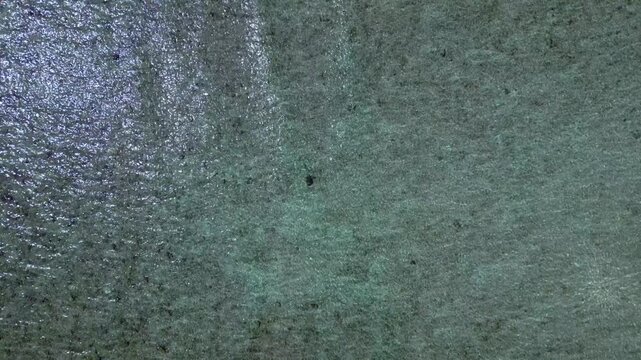 Wildlife green sea turtle swimming freely in shallow, clear turquoise ocean water over a visible seabed, representing marine life and conservation. Dramatic aerial view descending drone pointing down