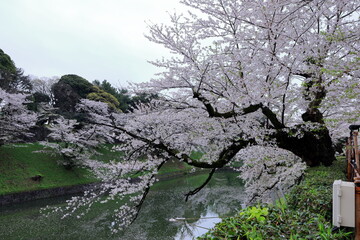 Fototapeta premium Chidorigafuchi Park with spring cherry blossom (sakura) in Chiyoda City, Tokyo, japan