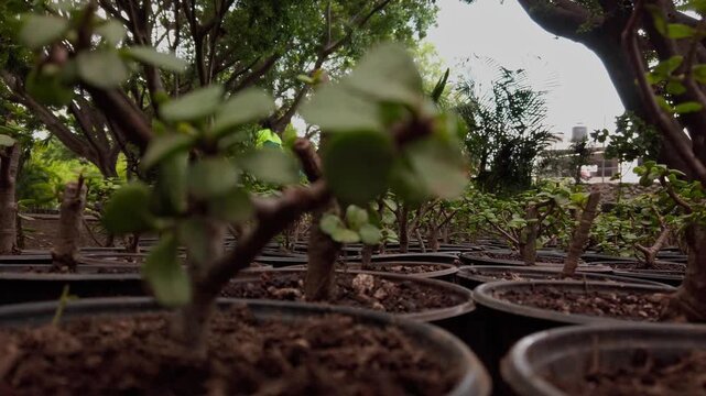 Slow pull away plus push in of potted green vineyard seedlings at farm nursery for food safety and security