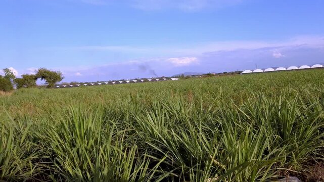 Ground level view of pineapple plantation near Hacienda Coahuixtla in Morelos with healthy crop rows stretching across farmland beneath blue sky during daytime
