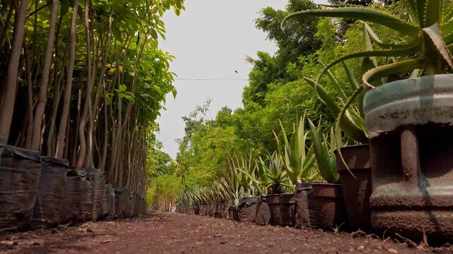 Surface level view of potted agave plants and tree saplings arranged in rows at plant nursery showcasing cultivation and gardening during daytime in Mexico